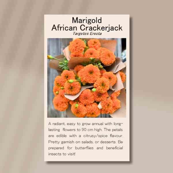 african-crackerjack-front african-crackerjack-front