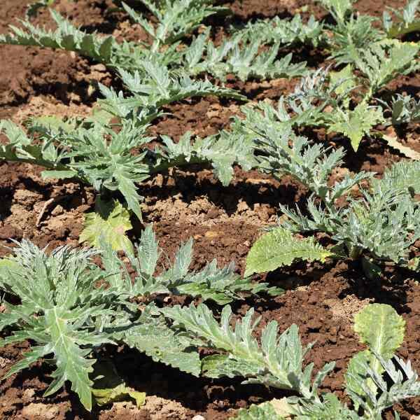 artichoke-green-globe-seeds-1 artichoke-green-globe-seeds-1