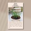 chives-front (1)