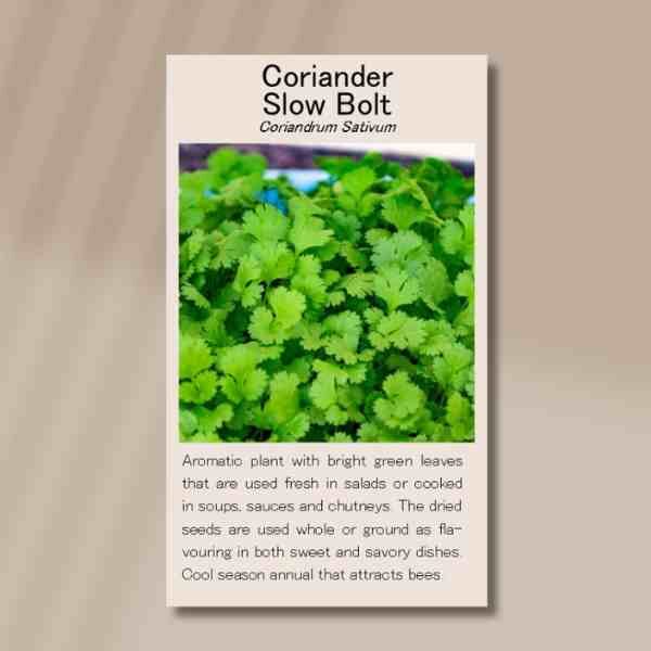 coriander-slow-bolt-front coriander-slow-bolt-front