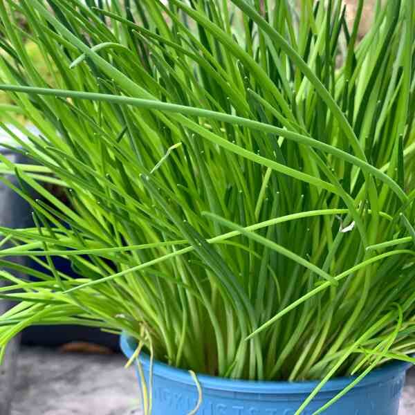 garlic-chives-seeds-1 garlic-chives-seeds-1