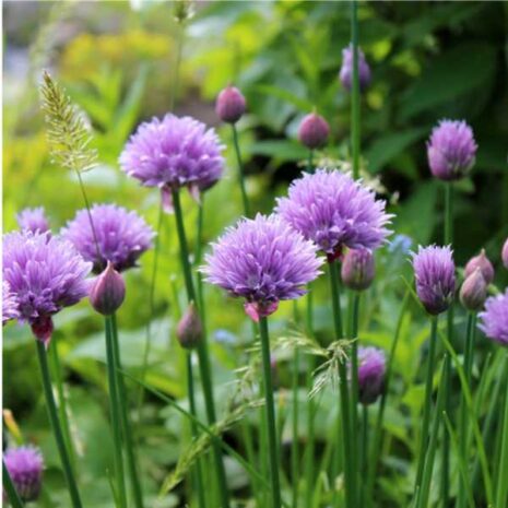 herb-chives-seed