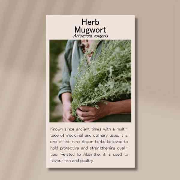 herb-mugwort-front herb-mugwort-front
