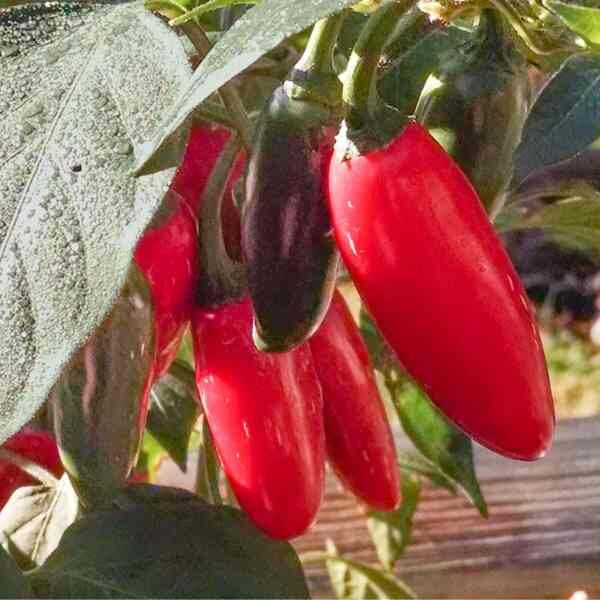 jalepeno-chilli-seeds-1 jalepeno-chilli-seeds-1