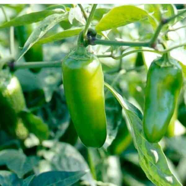 jalepeno-chilli-seeds-3 jalepeno-chilli-seeds-3