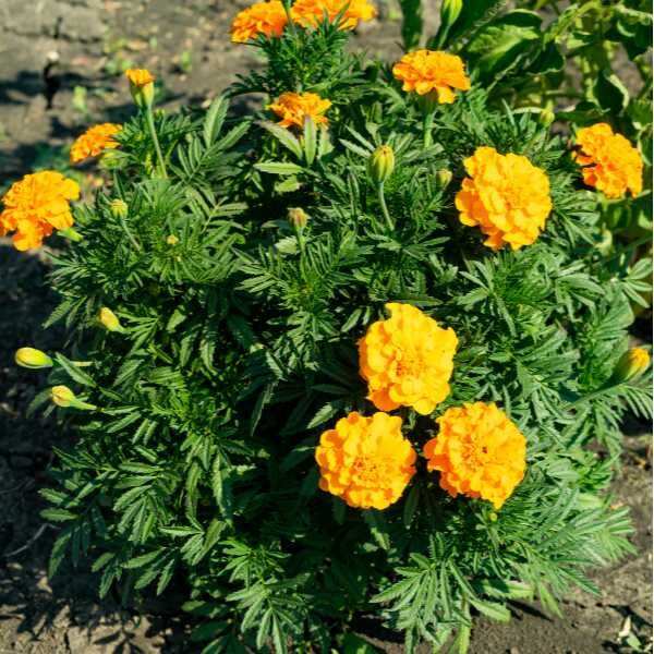 marigold-african-crackerjack-seed-styled marigold-african-crackerjack-seed-styled