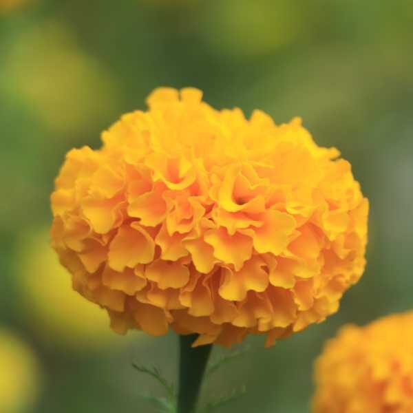 marigold-african-crackerjack-seed-styled2 marigold-african-crackerjack-seed-styled2