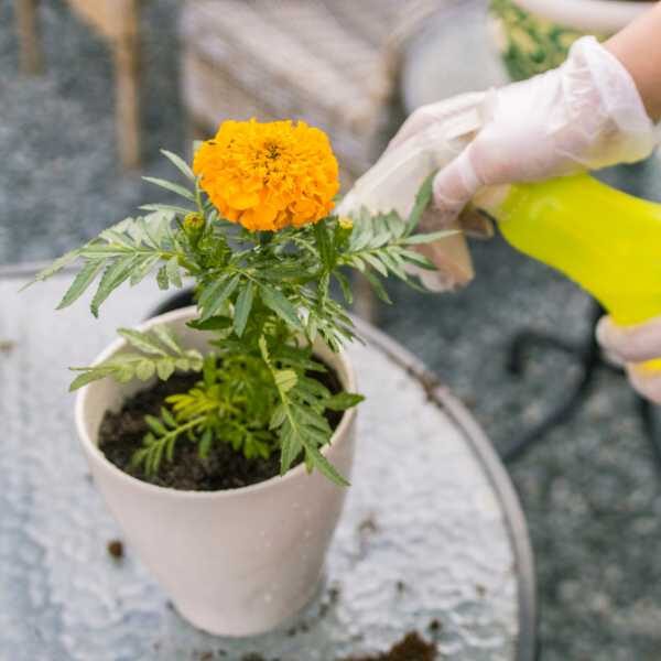 marigold-african-crackerjack-seed-styled3 marigold-african-crackerjack-seed-styled3