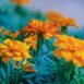 marigold-french-sparky-seed