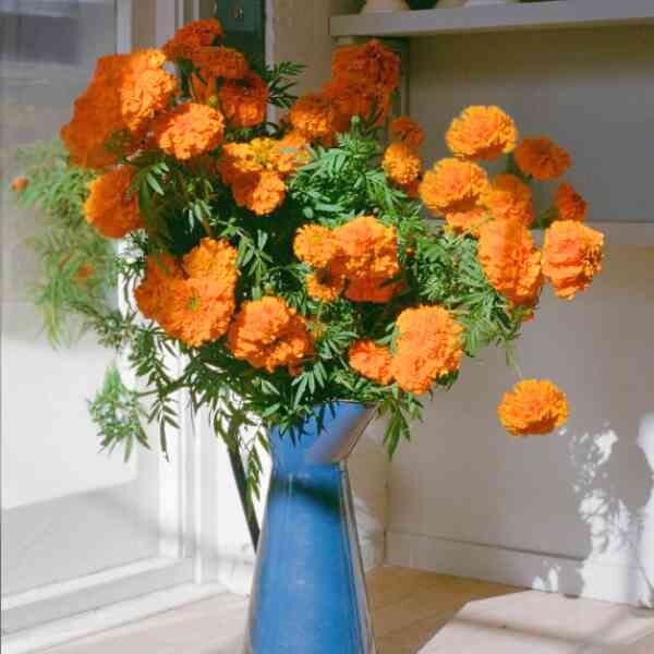 marigold-french-sparky-seeds=7 marigold-french-sparky-seeds=7