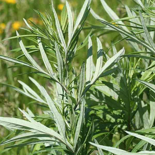 mugwort-seeds-1 mugwort-seeds-1