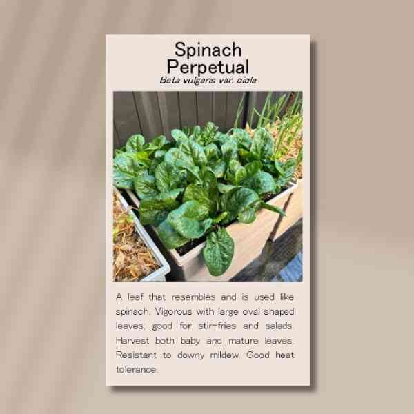 spinach-perpetual-front spinach-perpetual-front