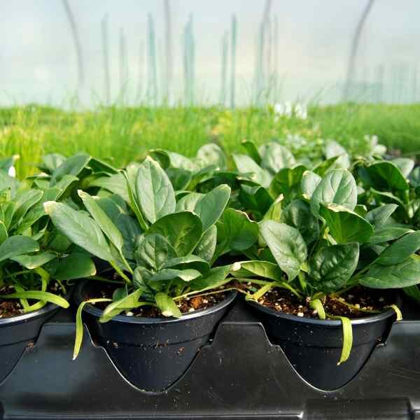 spinach-perpetual-seeds-3 spinach-perpetual-seeds-3