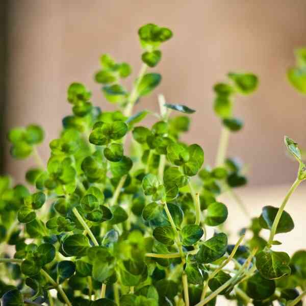thyme-seeds-1 thyme-seeds-1