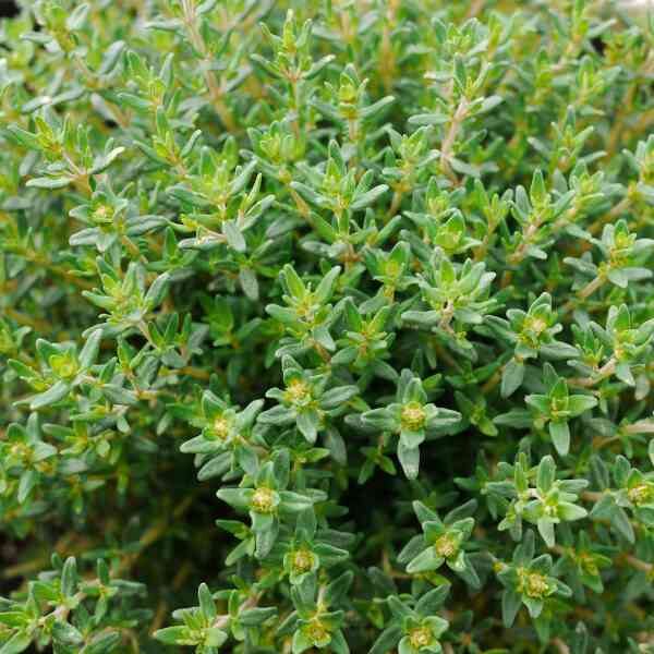 thyme-seeds-2 thyme-seeds-2