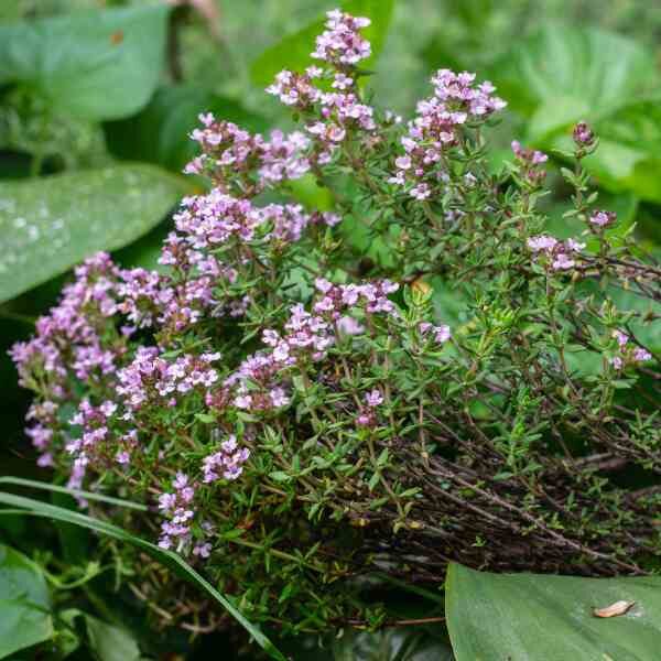 thyme-seeds-4 thyme-seeds-4
