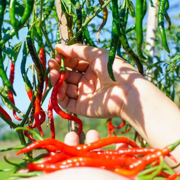 chilli-cayenne-seed chilli-cayenne-seed