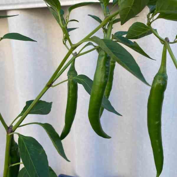 chilli-cayenne-seeds-4 chilli-cayenne-seeds-4