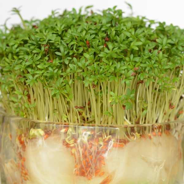cress-extra-curled-seeds-2 cress-extra-curled-seeds-2