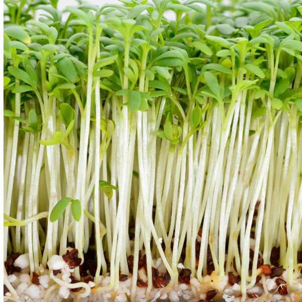 cress-extra-curled-seeds-3 cress-extra-curled-seeds-3