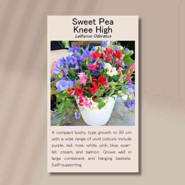 knee-high-front knee-high-front