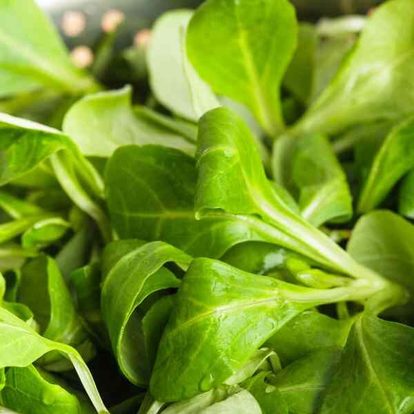 lambs-lettuce-seeds-1 lambs-lettuce-seeds-1