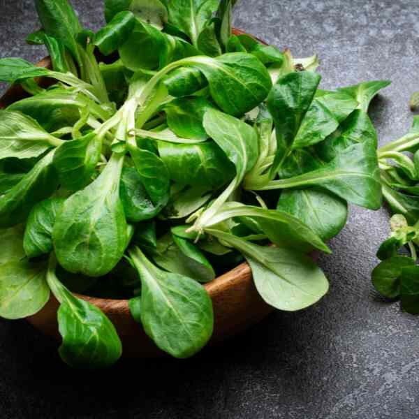 lambs-lettuce-seeds-2 lambs-lettuce-seeds-2