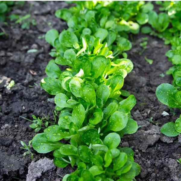 lambs-lettuce-seeds-3 lambs-lettuce-seeds-3