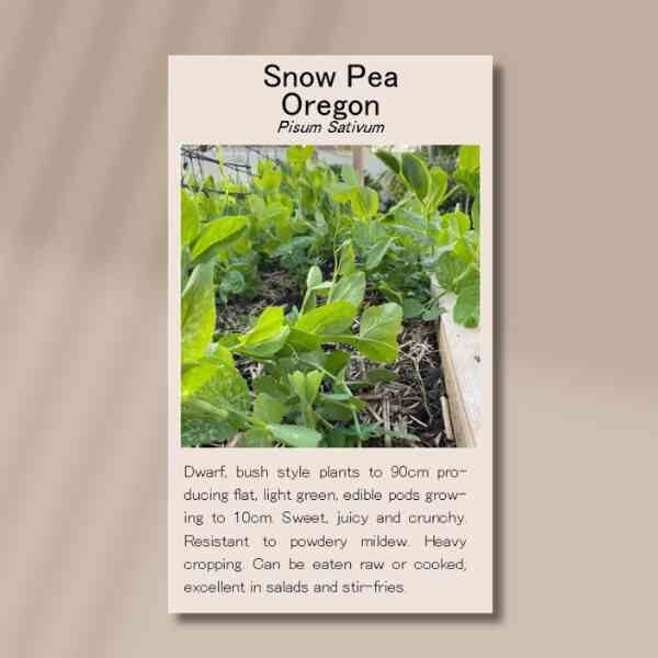 snow-pea-oregon-front snow-pea-oregon-front