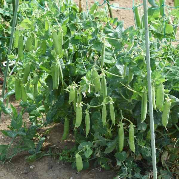 snow-pea-oregon-seeds-2 snow-pea-oregon-seeds-2