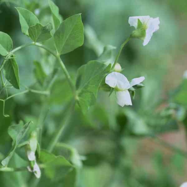 snow-pea-oregon-seeds-3 snow-pea-oregon-seeds-3