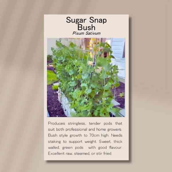 sugar-snap-bush-front sugar-snap-bush-front
