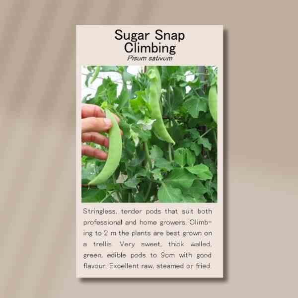 sugar-snap-climbing-front sugar-snap-climbing-front