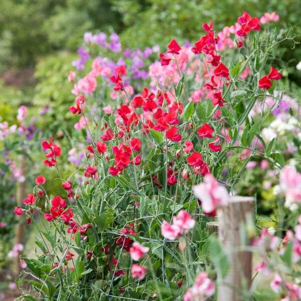 sweetpea-knee-high-seeds-2 sweetpea-knee-high-seeds-2