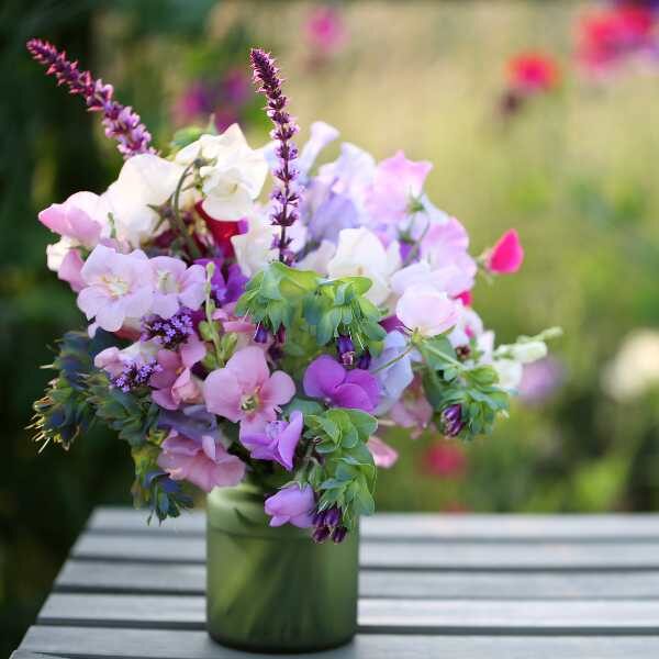 sweetpea-knee-high-seeds-4 sweetpea-knee-high-seeds-4