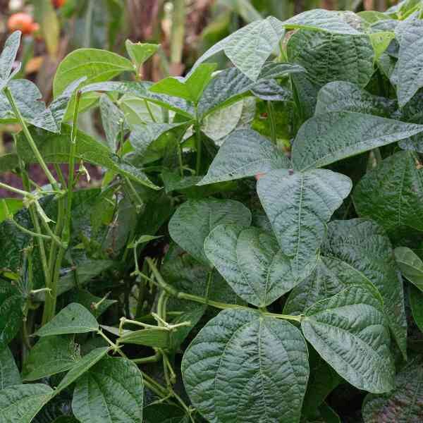 bean-bush-strike-seeds-1 bean-bush-strike-seeds-1