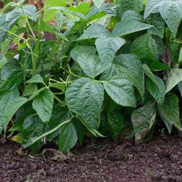 bean-bush-strike-seeds-2 bean-bush-strike-seeds-2