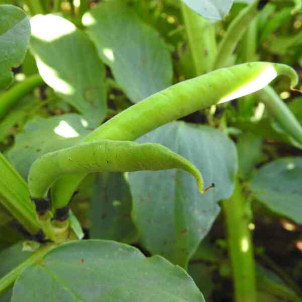 bean-gourmet-delight-seeds-2 bean-gourmet-delight-seeds-2