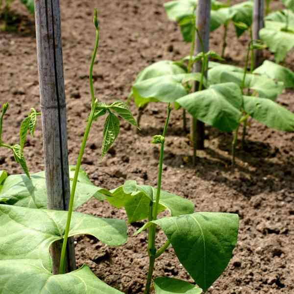 bean-gourmet-delight-seeds-4 bean-gourmet-delight-seeds-4