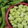 broad-bean-coles-dwarf-seed