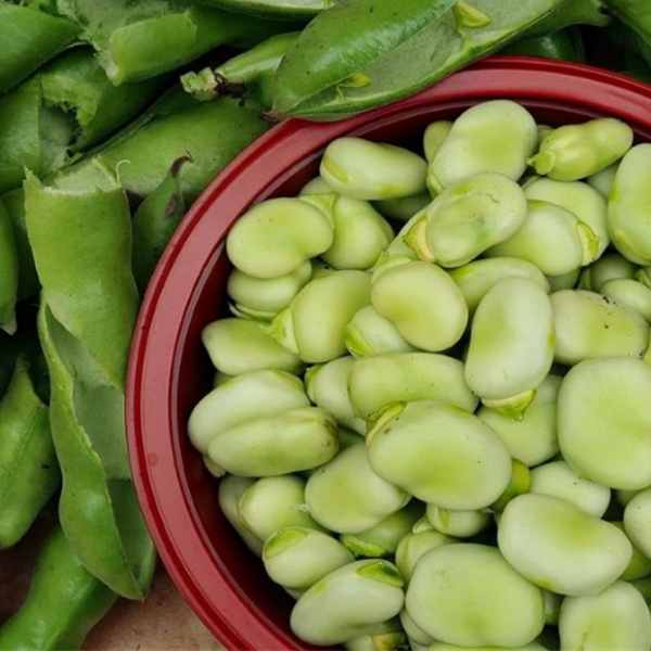 Learn All About Broad Beans