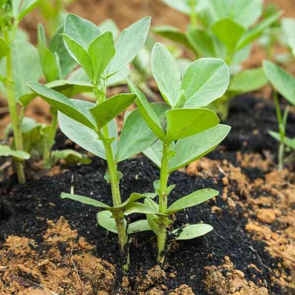 broad-bean-coles-dwarf-seeds-1 broad-bean-coles-dwarf-seeds-1