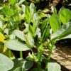 broad-bean-coles-dwarf-seeds-2