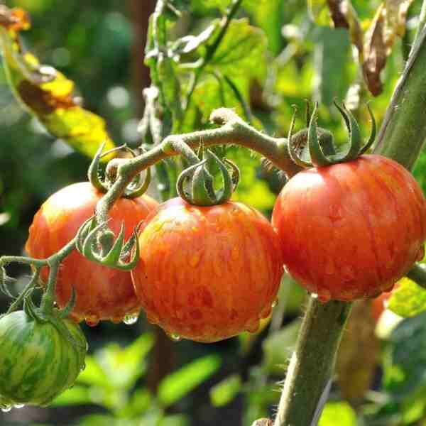 cherry-tomato-tigerella-seeds-2 cherry-tomato-tigerella-seeds-2