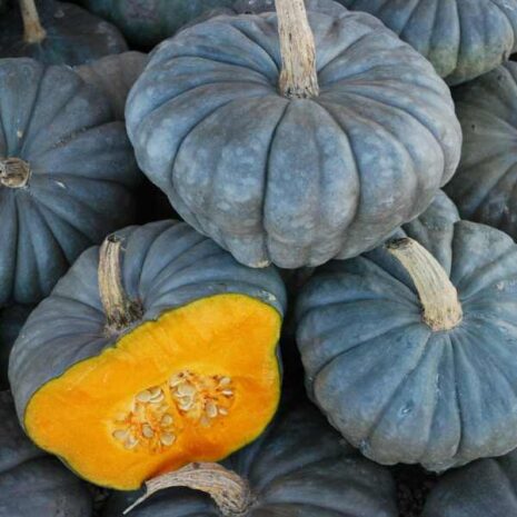 pumpkin-qld-blue-seed