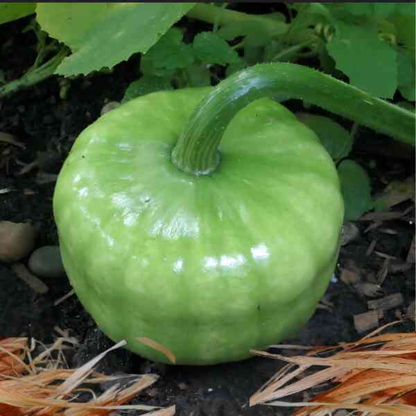 queensland-blue-pumpkin-seeds-5 queensland-blue-pumpkin-seeds-5