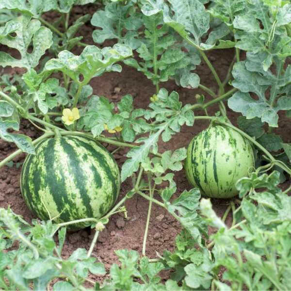 watermelon-sugar-baby-seeds-3 watermelon-sugar-baby-seeds-3