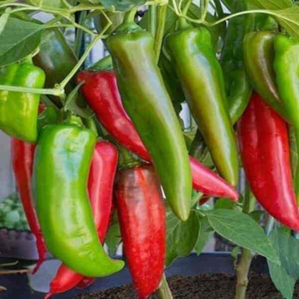 anaheim-chilli-seeds-3 anaheim-chilli-seeds-3