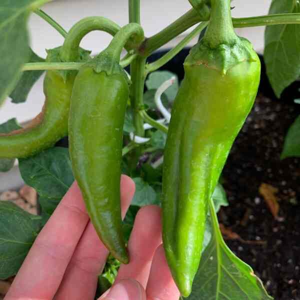 anaheim-chilli-seeds-4 anaheim-chilli-seeds-4