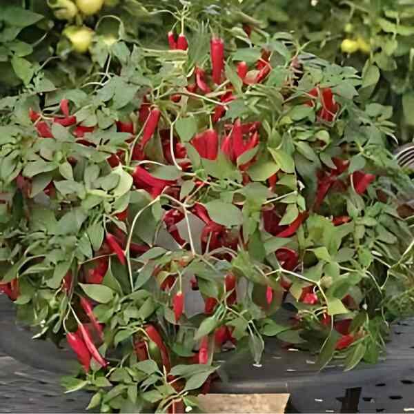 anaheim-chilli-seeds-5 anaheim-chilli-seeds-5